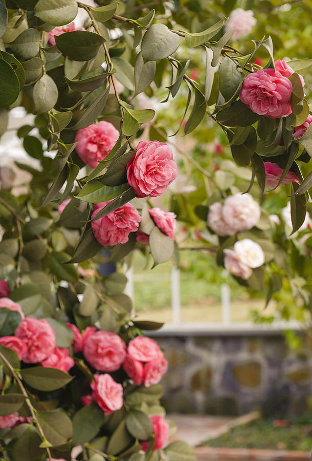 Beautiful Camellias I Photograph by Marianne Campolongo