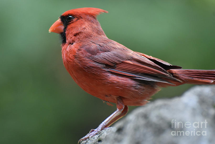 Beautiful Cardinal Bird Standing on a Rock Photograph by DejaVu Designs