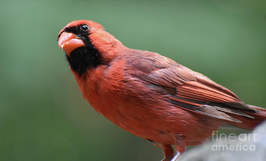 Beautiful Cardinal Bird with Crumbs in His Beak Photograph by DejaVu Designs