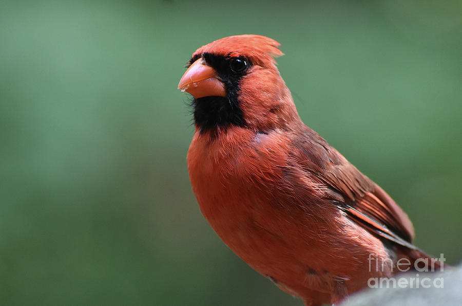 Beautiful Cardinal With Crumbs in his Beak Photograph by DejaVu Designs