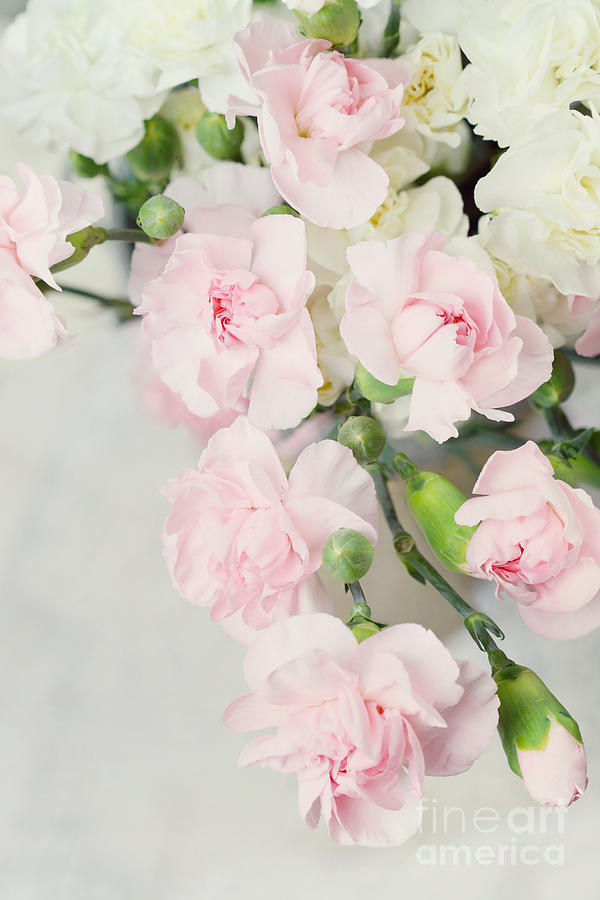 Flower Photograph - Beautiful Carnations by Stephanie Frey