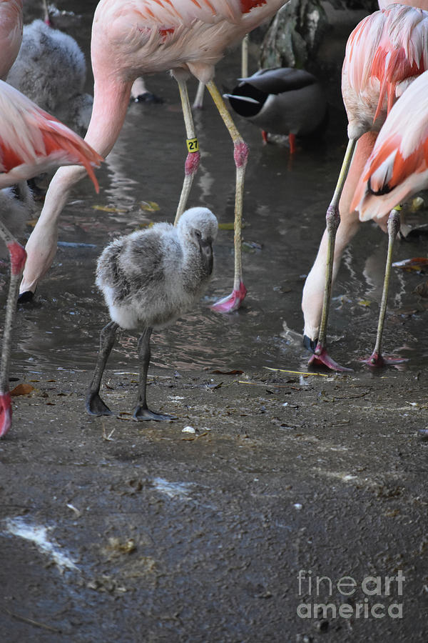 Beautiful carribean flamingos around an water whole  Photograph by DejaVu Designs