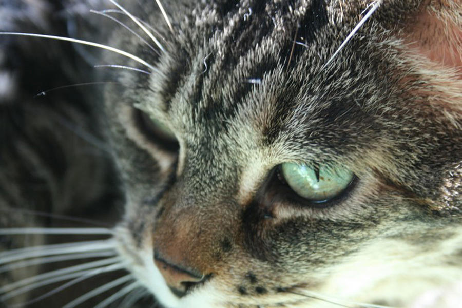 Beautiful Cat Closeup Photograph By Prints365