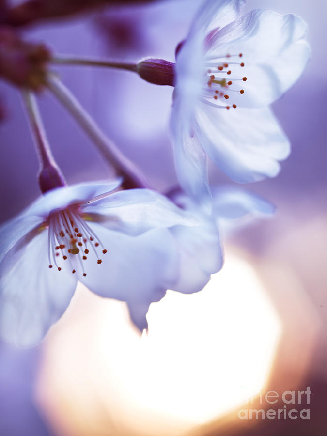 Beautiful cherry blossom and rising sun Photograph by Maxim Images Exquisite Prints