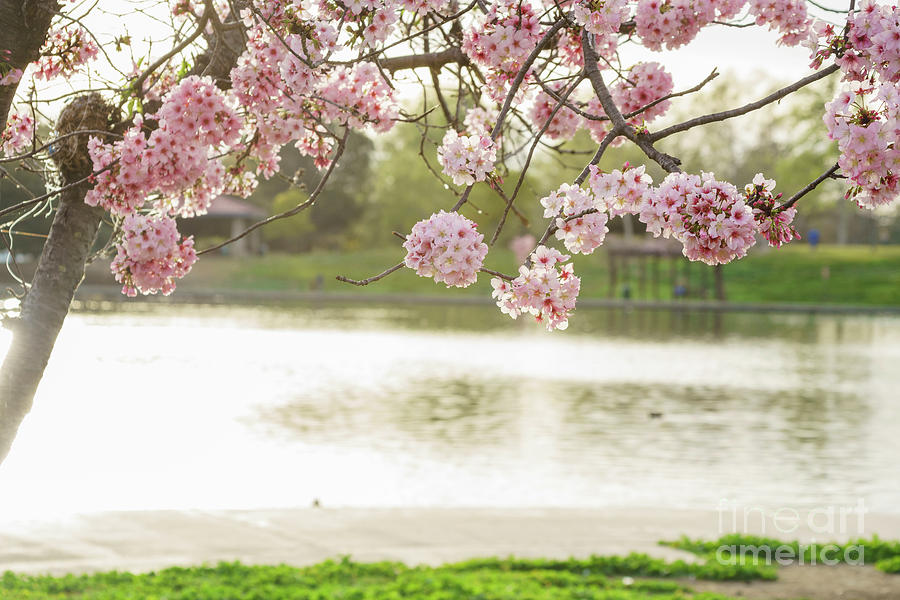 Beautiful cherry blossom at Lake Balboa Photograph by Chon Kit Leong