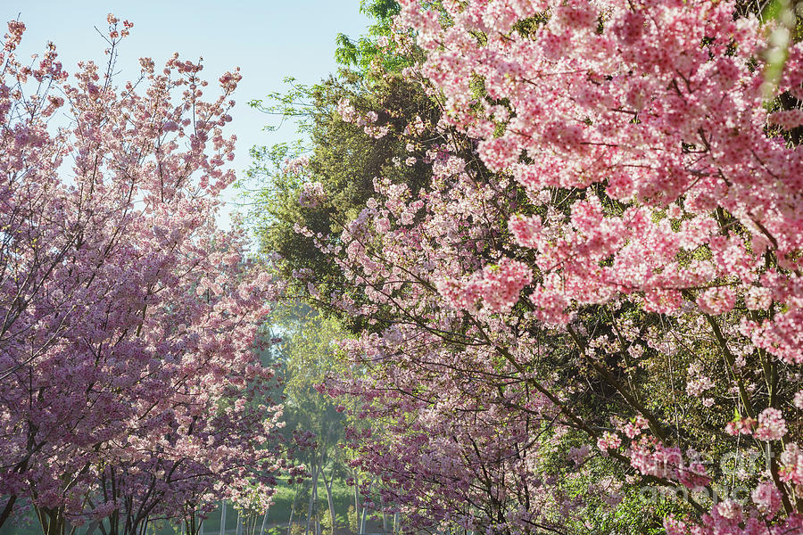 Beautiful cherry blossom at Schabarum Regional Park Photograph by Chon