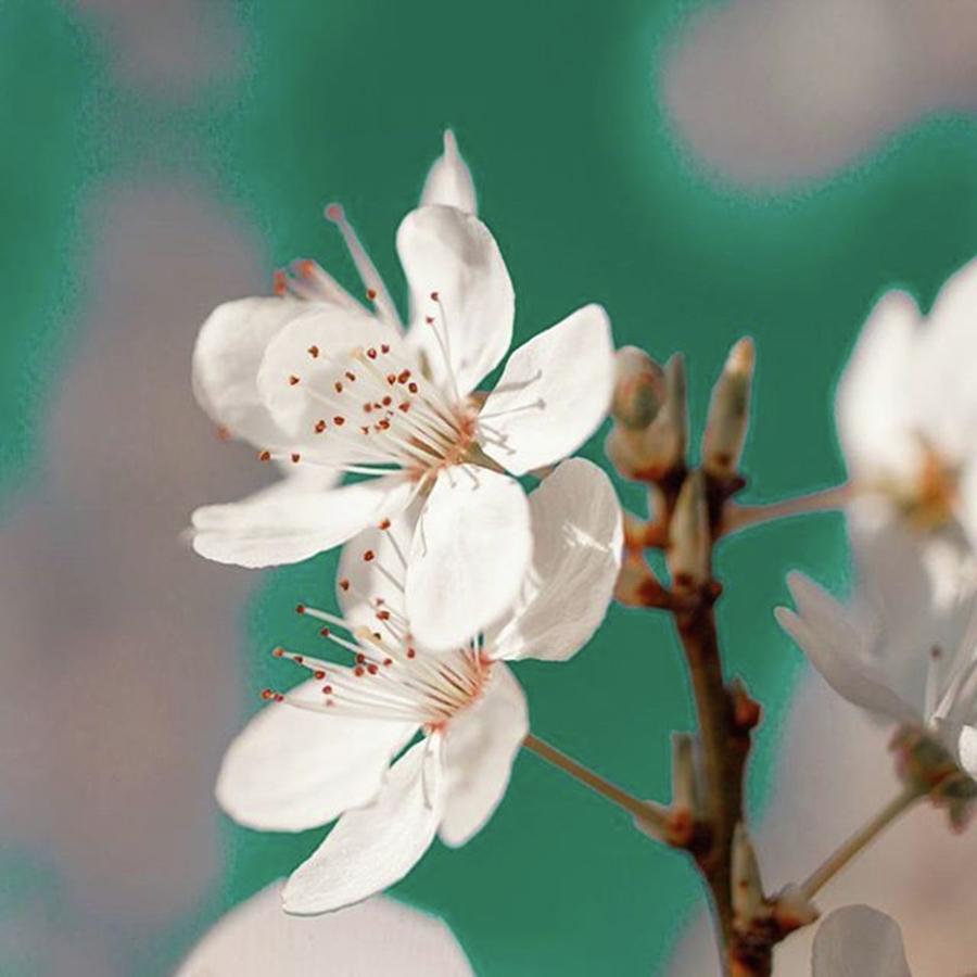 Cherryblossom Photograph - Beautiful Cherry Blossom by Felices Y Mascotas