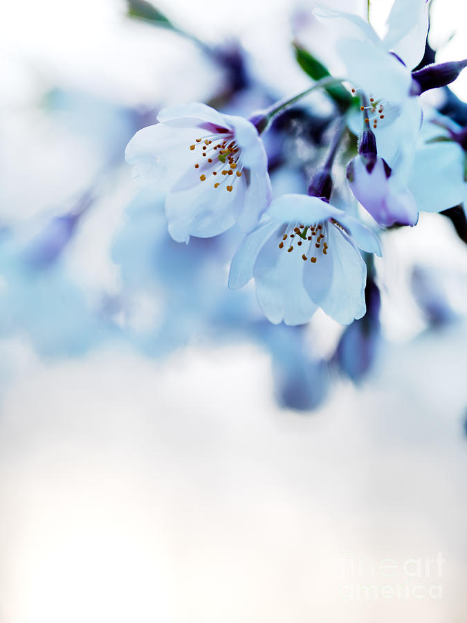 Beautiful cherry blossom flowers Photograph by Maxim Images Exquisite Prints