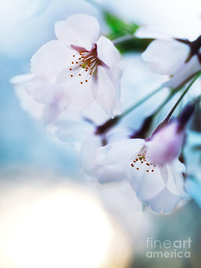 Beautiful cherry blossom flowers on blue sky background Photograph by Maxim Images Exquisite Prints