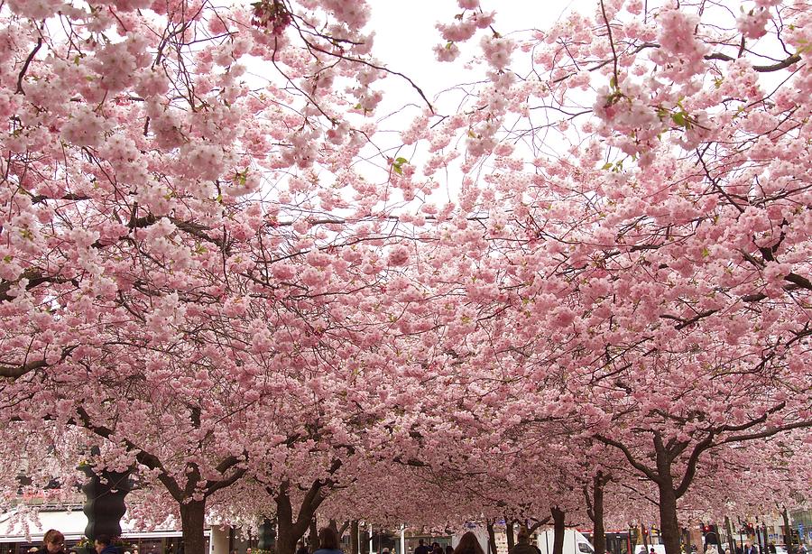 Magic Photograph - Beautiful Cherry blossom in Stockholm in May by Tamara Sushko