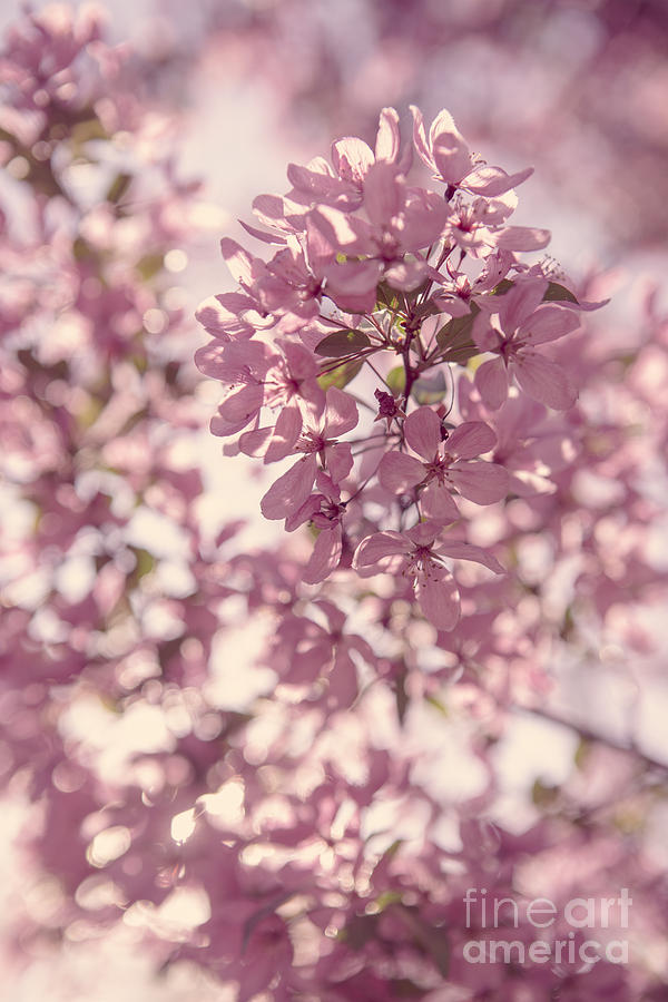 Beautiful Cherry Blossoms Photograph by Diane Diederich
