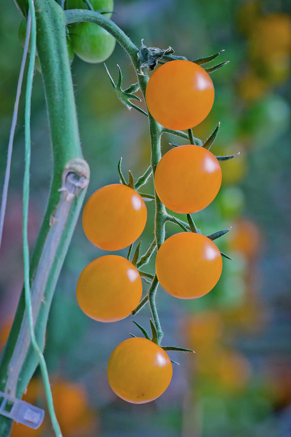 Beautiful Cherry Tomatoes Photograph by Linda Unger