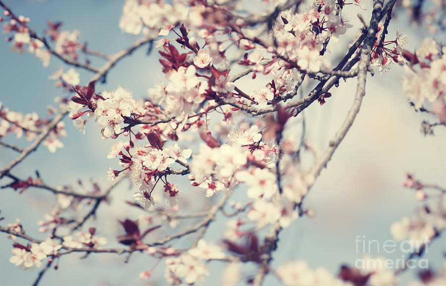Beautiful cherry tree blossom Photograph by Anna Om