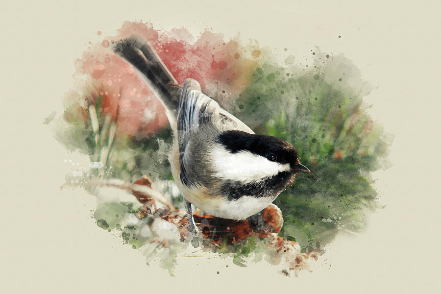 Beautiful Chickadee - Watercolor Art Mixed Media by Christina Rollo