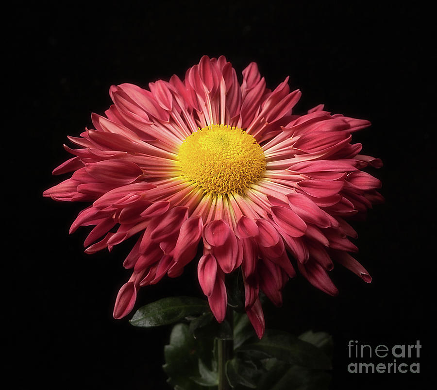 Flowers Still Life Photograph - Beautiful Chrysanthemum by Ann Jacobson