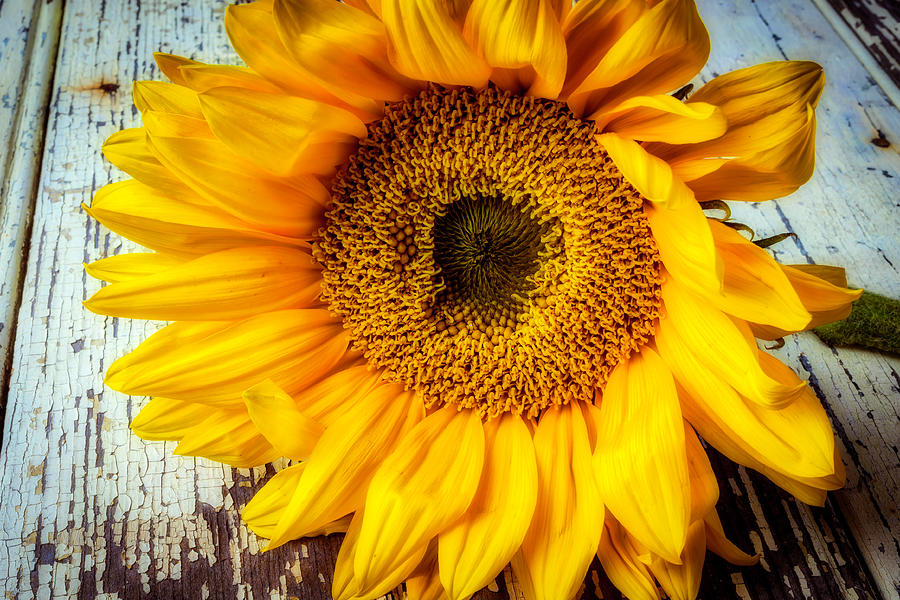 Beautiful Classic Sunflower Photograph by Garry Gay - Fine Art America