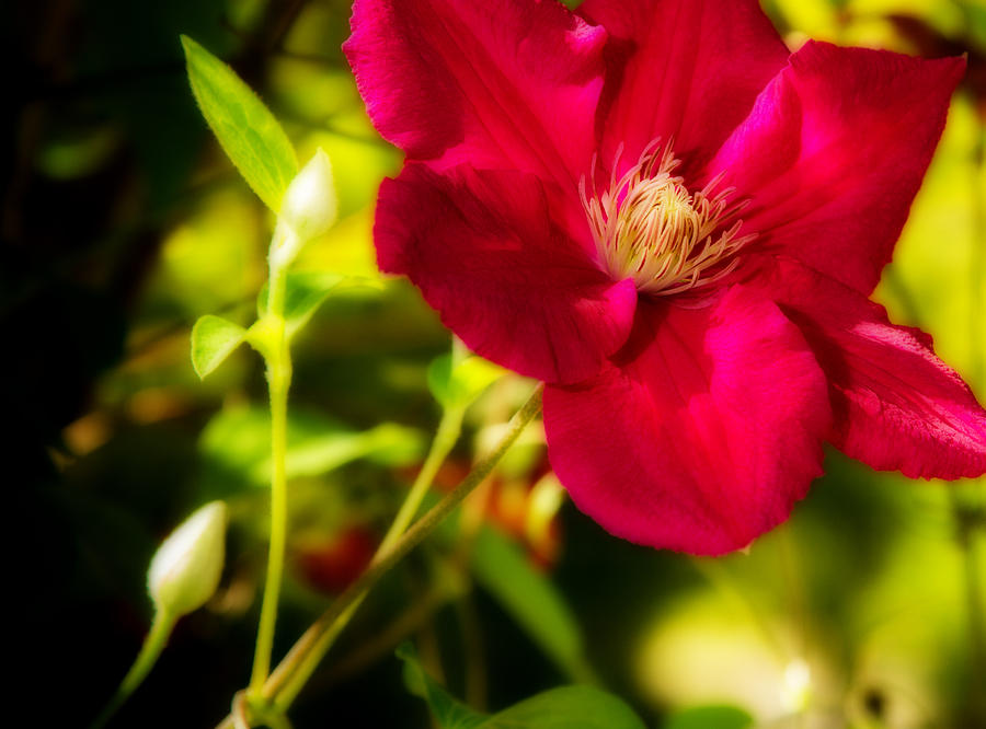 Beautiful Clematis Photograph by Barry Jones