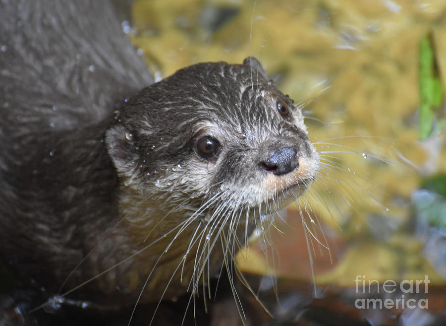 Beautiful Close-up Look at the Face of a River Otter Photograph by DejaVu Designs