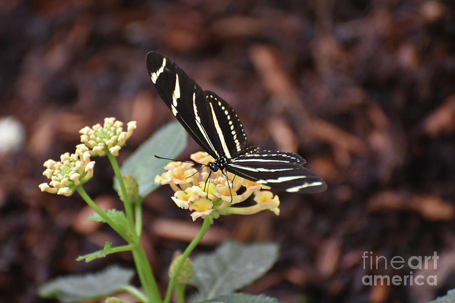 Beautiful Close Up of a Zebra Butterfly in the Spring Photograph by DejaVu Designs