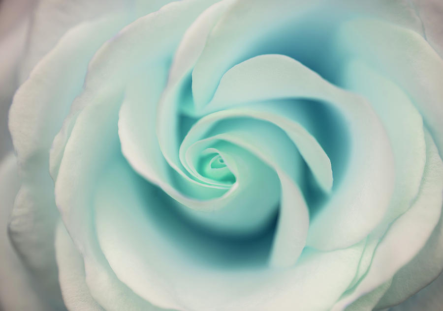 Beautiful close up of aquamarine rose flower with delicate paste ...