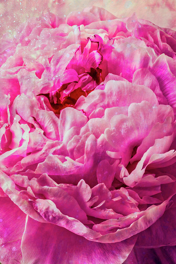 Beautiful Close Up Of Pink Peony Photograph by Garry Gay