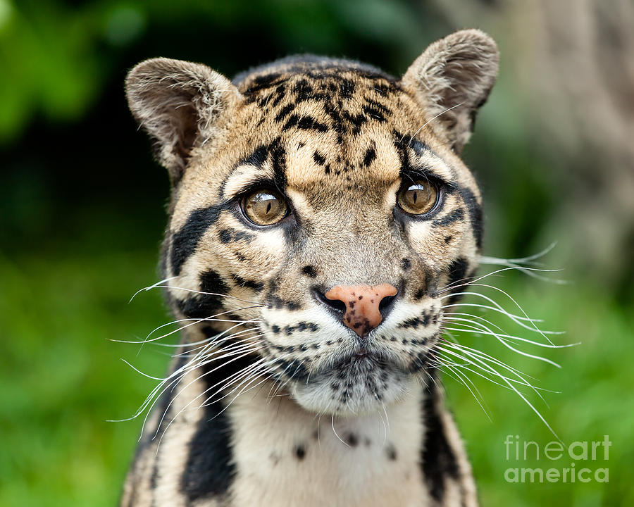 Wildlife Photograph - Beautiful Clouded Leopard by Sarah Cheriton-Jones