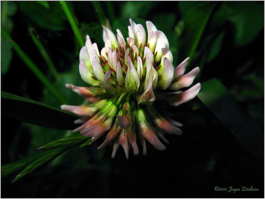 Beautiful Clover Blossom Photograph by Joyce Dickens