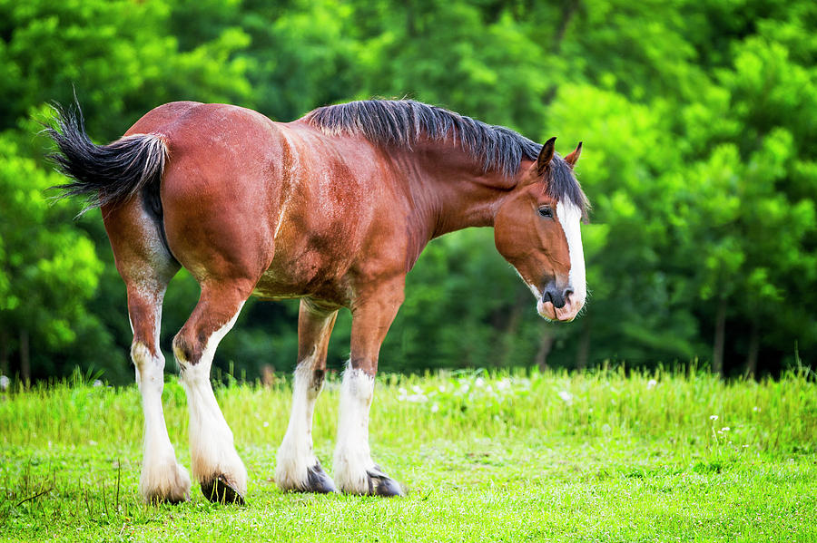 Beautiful Clydesdale Photograph by Todd Ryburn - Pixels