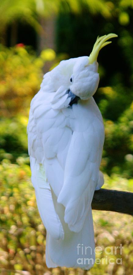 Beautiful Cockatoo 2 Photograph by Sheryl Unwin