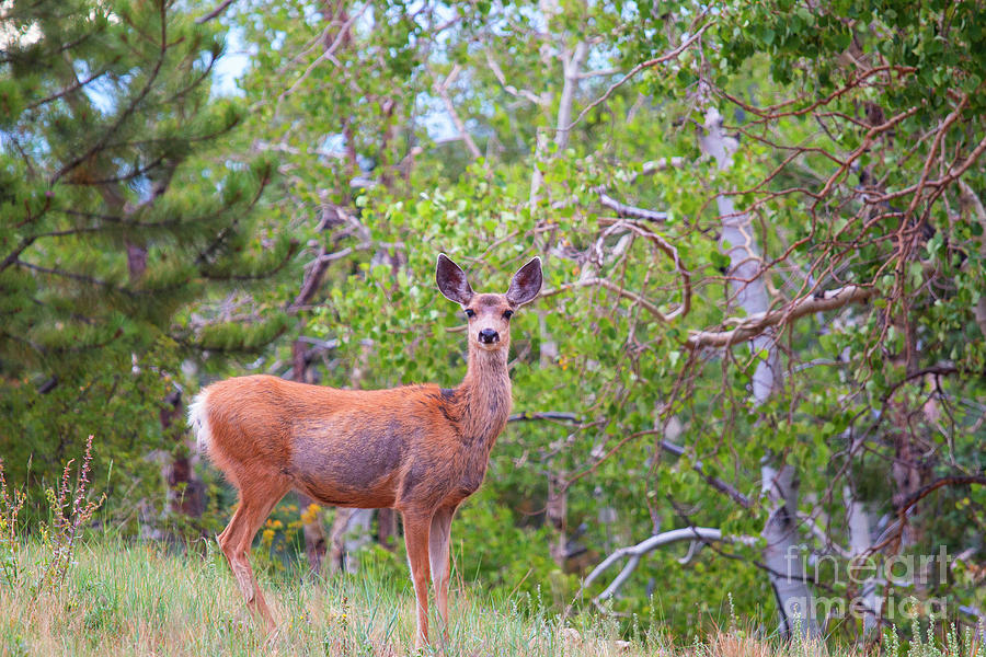 Beautiful Colorado Doe Mule Deer Photograph by Steven Krull