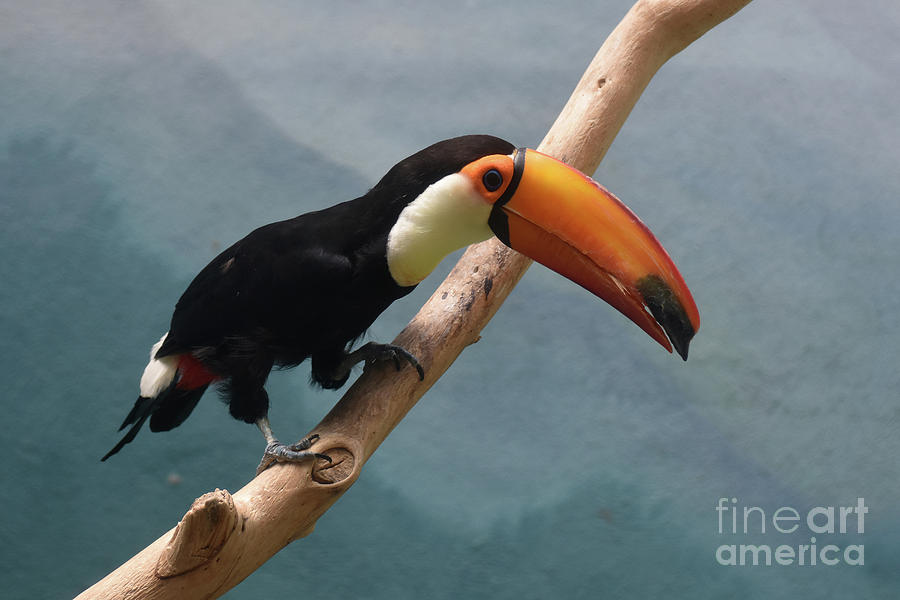 Beautiful Colored Toucan Bird on a Wood Perch Photograph by DejaVu Designs