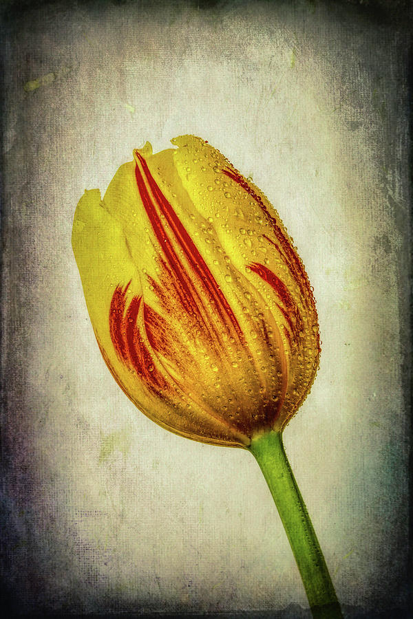 Beautiful Colored Tulip Photograph by Garry Gay