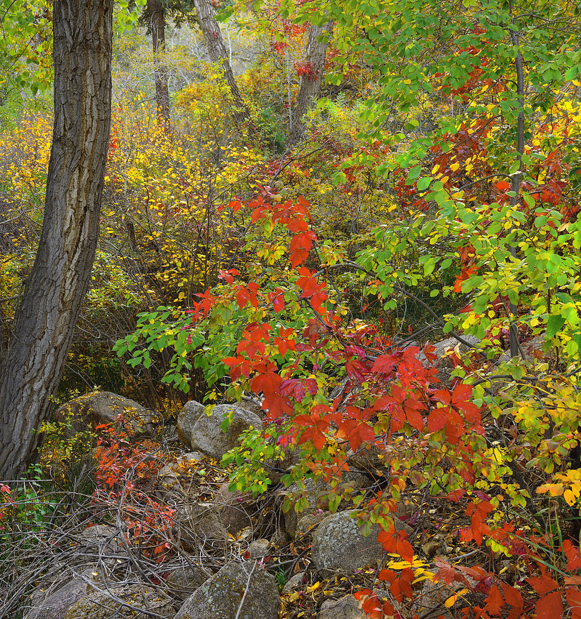 Beautiful Colorful Autumn Forest Photograph by Tim Reaves