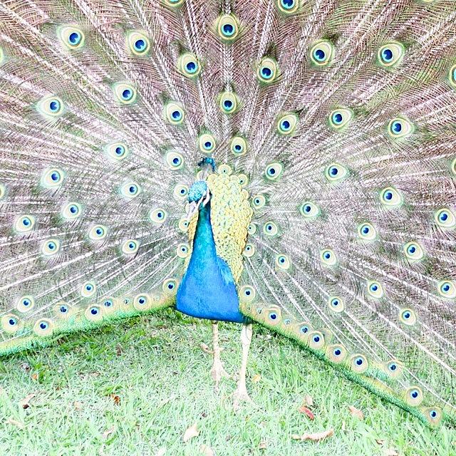 Peacock Photograph - Beautiful Colorful Creature by Julian Marques