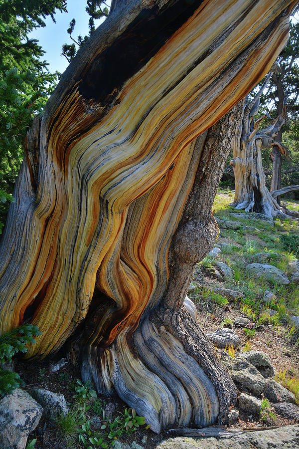 Beautiful Colors of Bristlecone Pines on Mt. Goliath Photograph by Ray Mathis