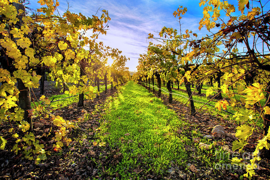 Beautiful Colors on the Vines Photograph by Jon Neidert
