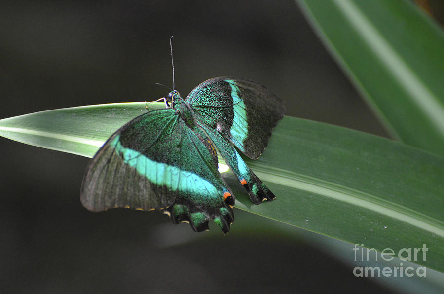 Beautiful Colors on this Emerald Swallowtail Butterfly Photograph by DejaVu Designs