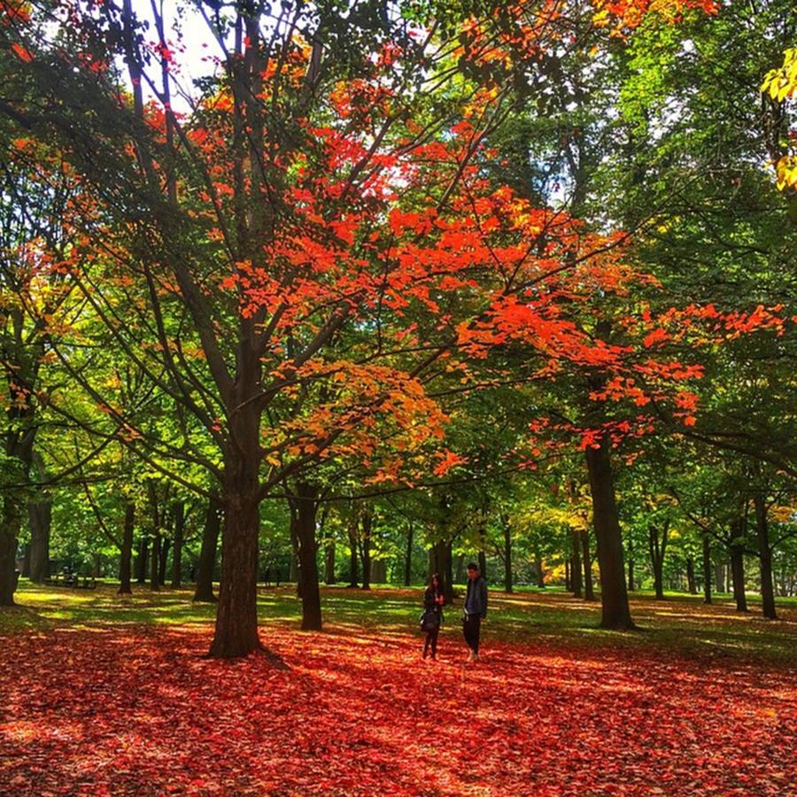 Fall Photograph - Beautiful Colours Of Fall by Kaus Wathore