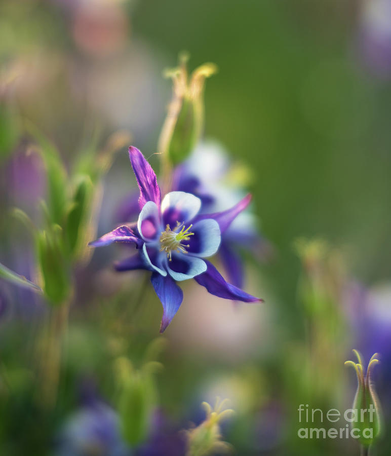 Beautiful Columbine Bloom Photograph by Mike Reid
