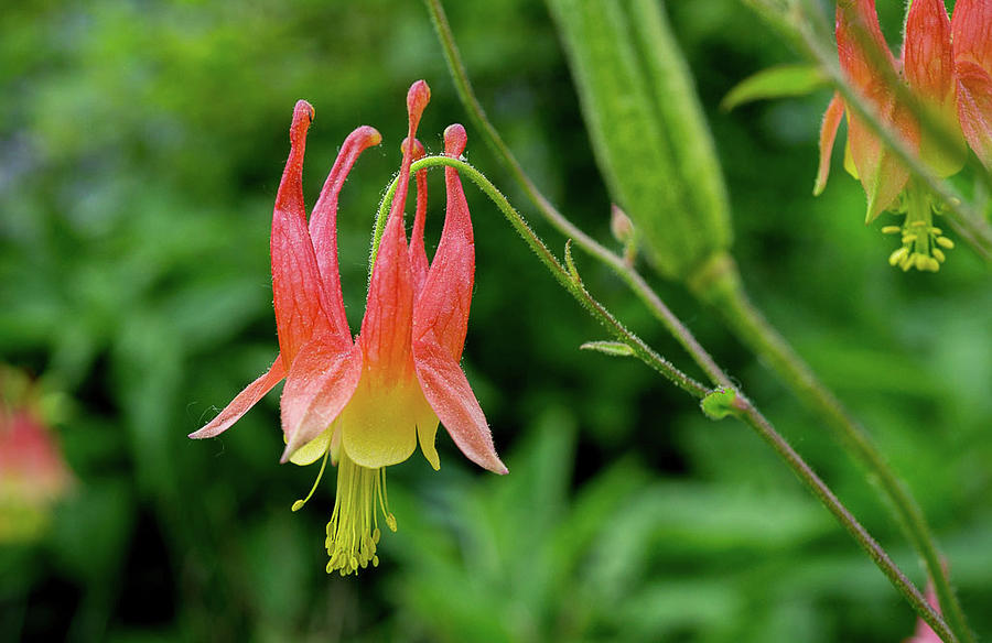 Beautiful Columbine Photograph by Linda Howes - Fine Art America