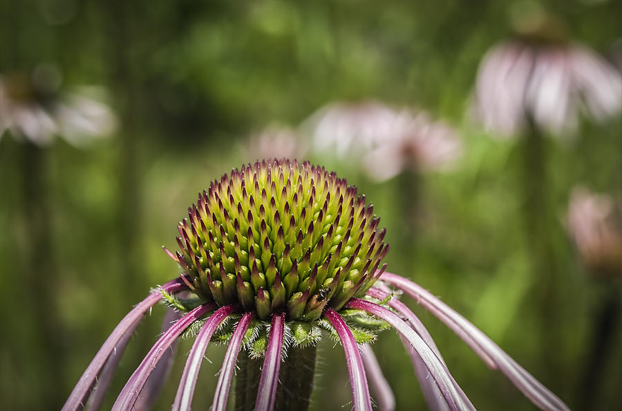 Beautiful Cone Flower Photograph by Thomas Young