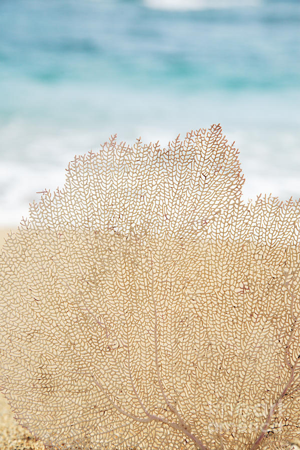 Beautiful Coral Element 2 Photograph by Brandon Tabiolo - Printscapes