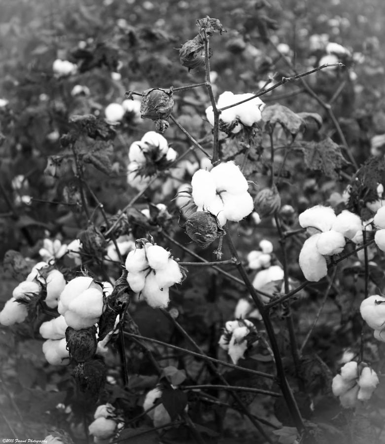Beautiful Cotton Black and White  Photograph by Debra Forand