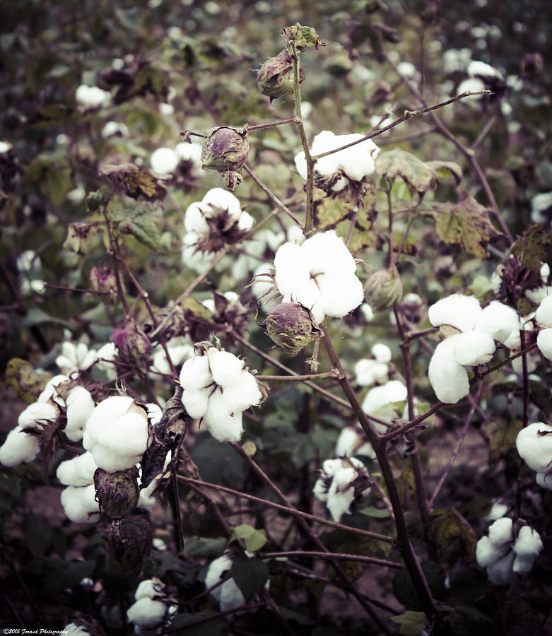 Beautiful Cotton  Photograph by Debra Forand