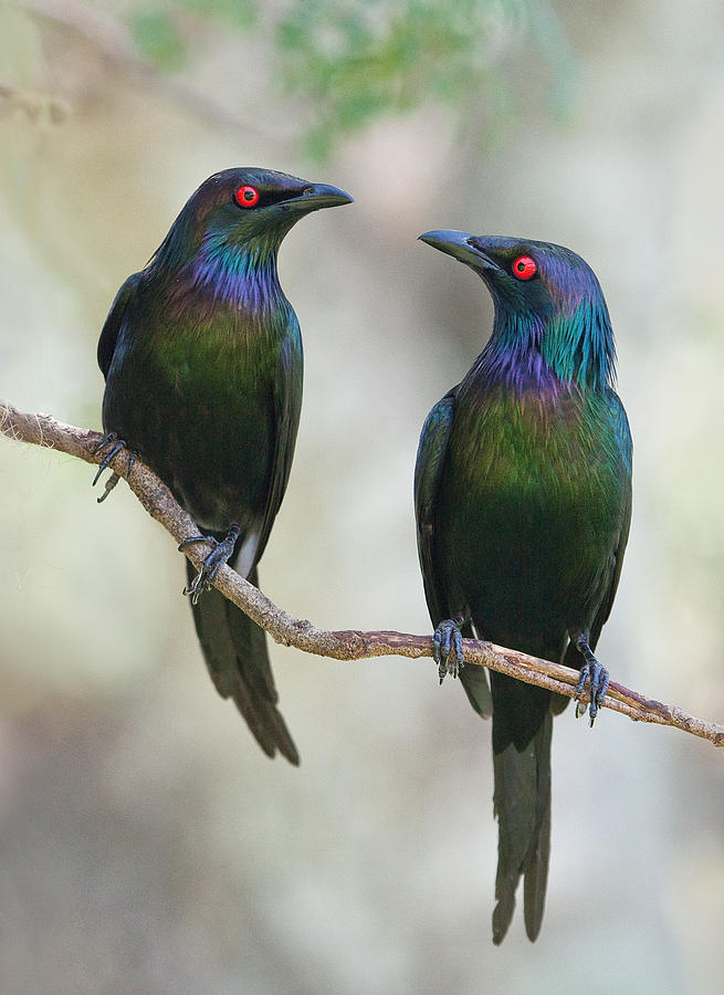 Starlings Photograph - Beautiful Couple by Jacqueline Hammer