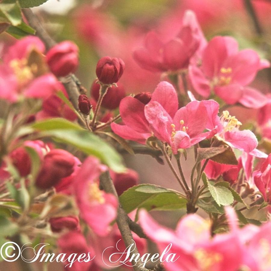 Nature Photograph - Beautiful Crab Apple Tree Blooming Tree by Angela Ahrens