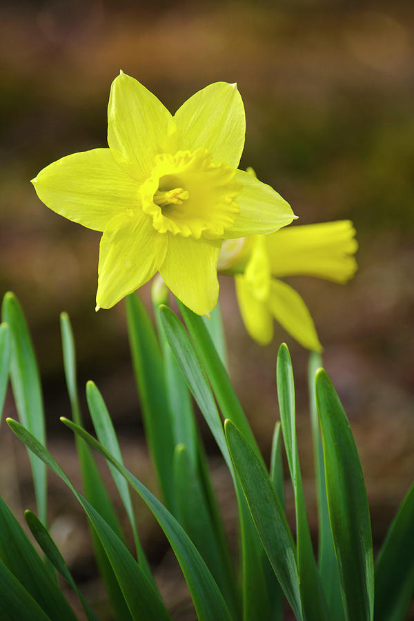Beautiful Daffodil Flower Photograph by Christina Rollo