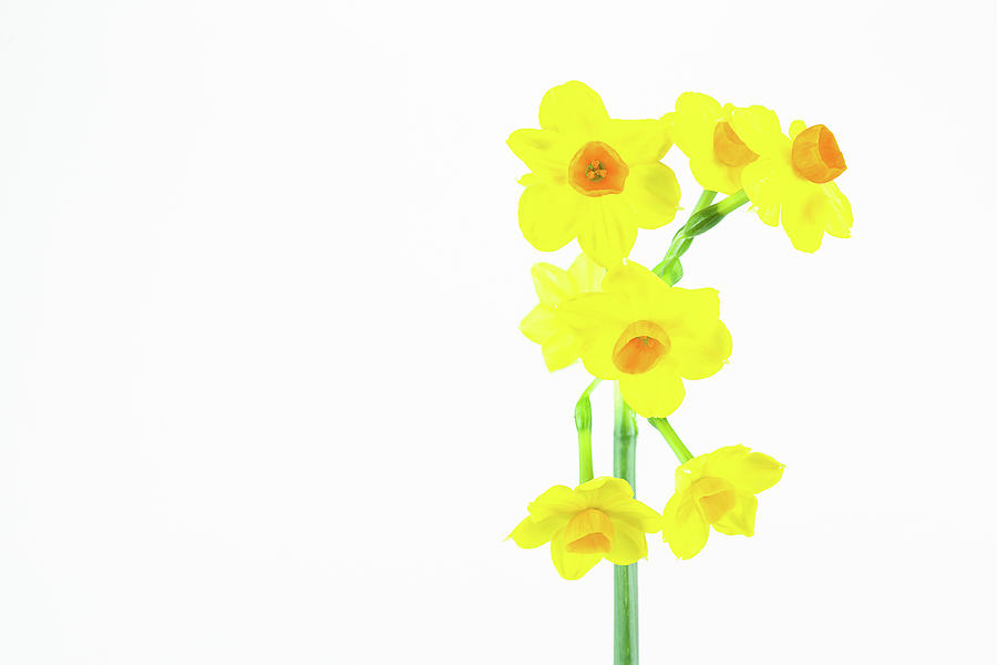 Beautiful Daffodil Flower Isolated On White Background by Henning Marquardt