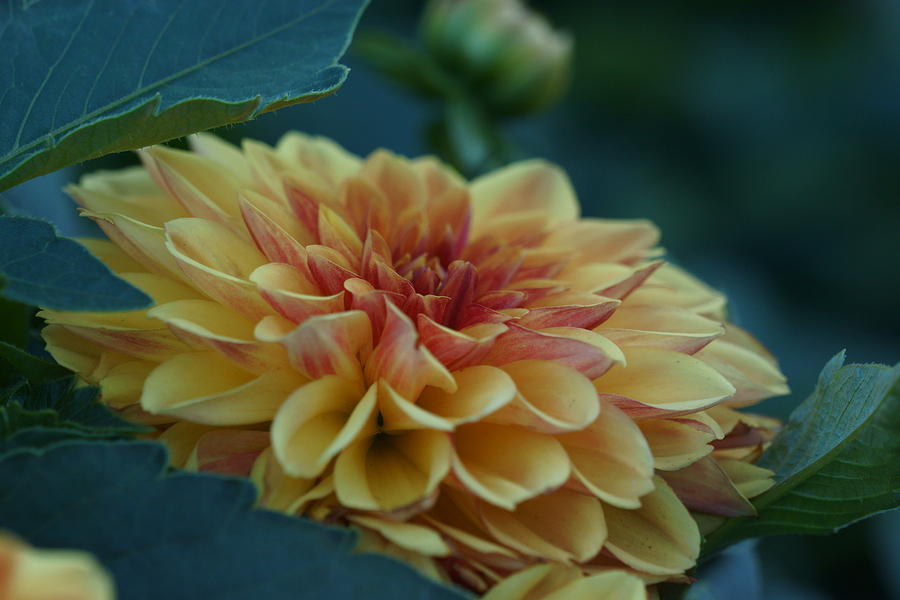 Flower Photograph - Beautiful Dahlia 2 by Dimitry Papkov