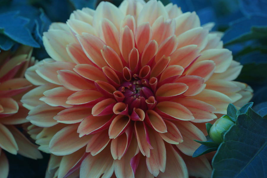 Flower Photograph - Beautiful Dahlia 3 by Dimitry Papkov